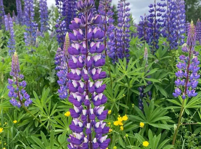 Gerlitzen, Gerlitzen Alpe, Residenz Kanzelhoehe, Ossiacher Lägenhet Treffen